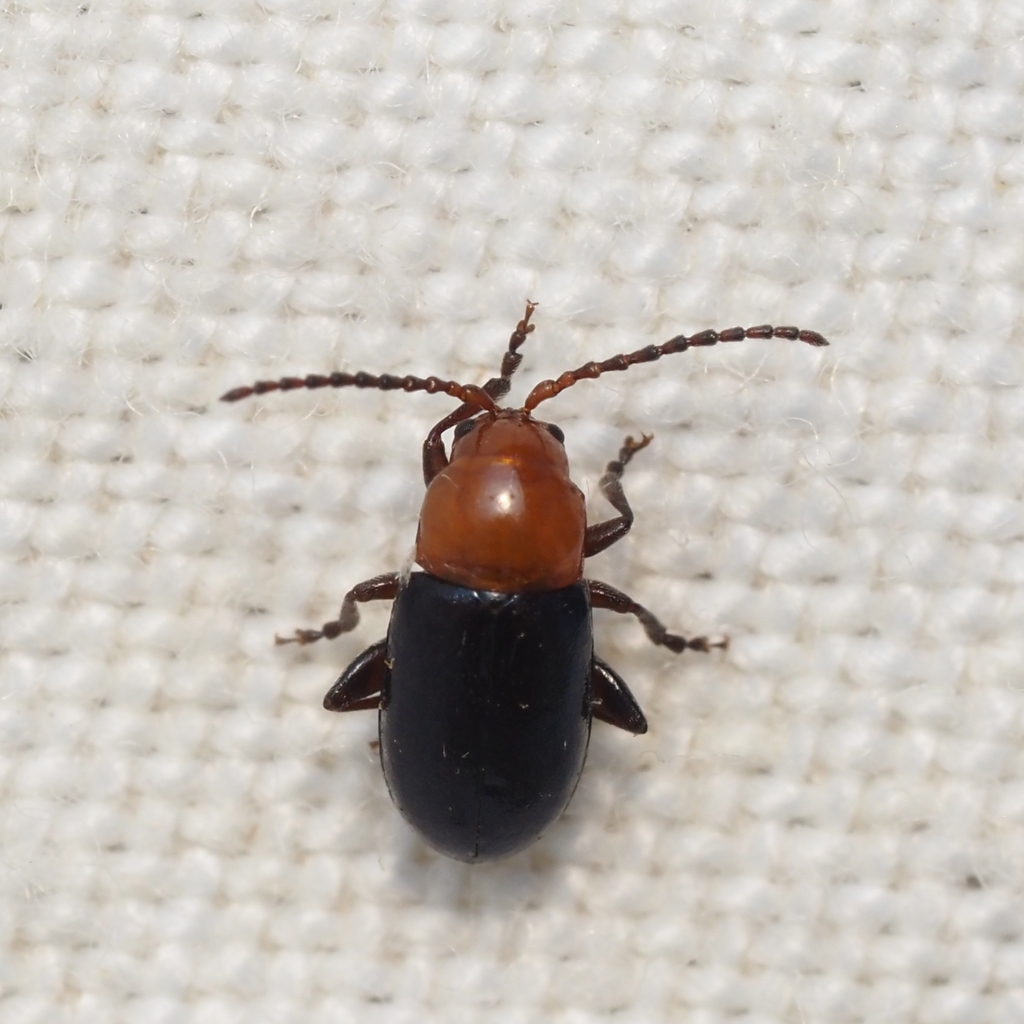 Syphrea flavicollis