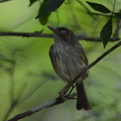 Hemitriccus margaritaceiventer