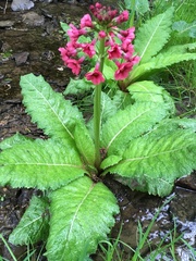 Primula japonica