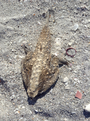 Ogcocephalus