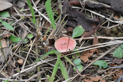 Russula lilacea