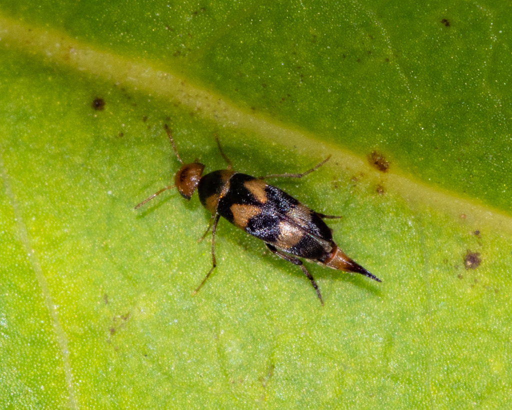 Three-banded Tumbling Flower Beetle