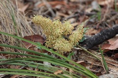Lomandra multiflora multiflora