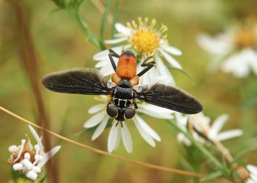 Unknown species found near Delaware County, PA, USA