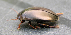 Agabus bipustulatus
