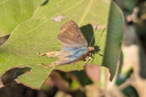 Lipaphnaeus aderna