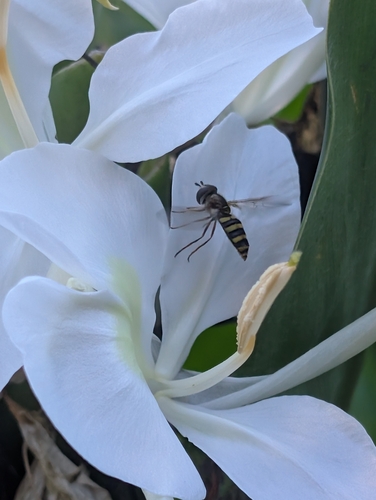 Unknown species found near State Botanical Gardens, Athens, GA 30606, USA