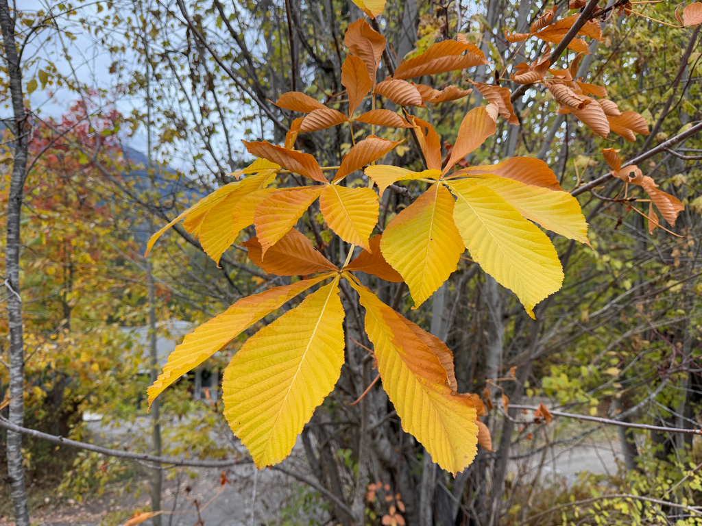 Aesculus hippocastanum
