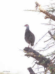 Pternistis clappertoni