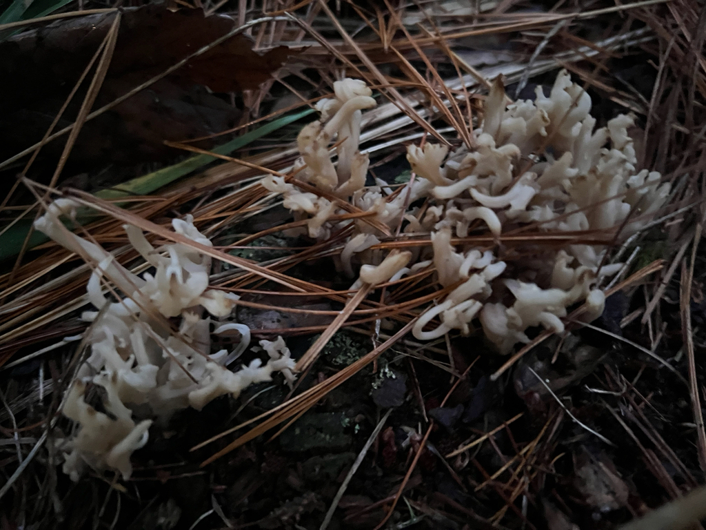 White Coral Fungus