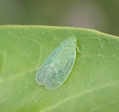 Kallitaxila granulata