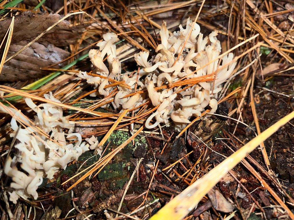 White Coral Fungus
