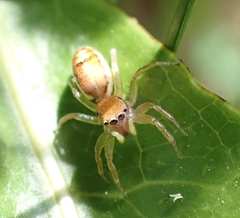 Cosmophasis lami
