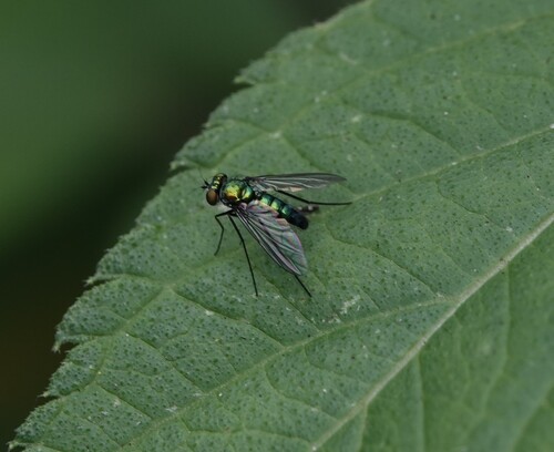 Unknown species found near South Historic District, Savannah, GA 31401, USA