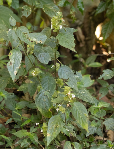 Phaulopsis imbricata, photograph 2