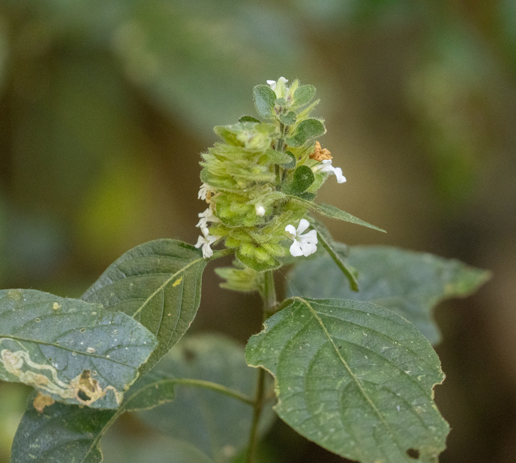 Phaulopsis imbricata; photograph (c) avocat, some rights reserved (CC BY)