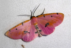 Rhodophthitus formosus