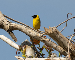 Bertram's Weaver photo 4
