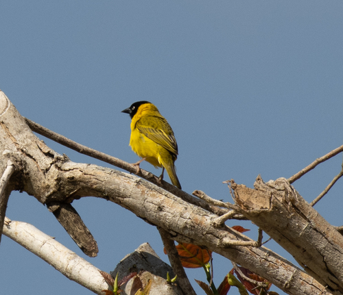 Bertram's Weaver (Ploceus bertrandi), photo 5