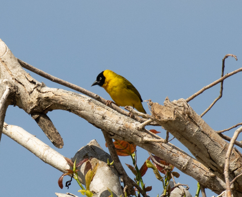Bertram's Weaver (Ploceus bertrandi), photo 2