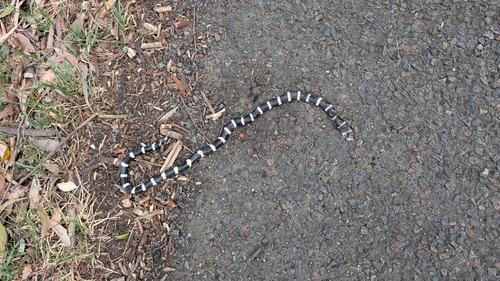 Eastern Bandy Bandy sighting