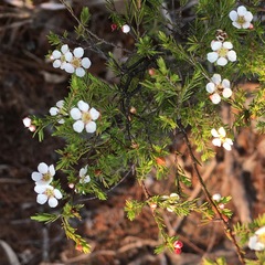 Harmogia densifolia