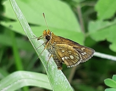 Taractrocera archias