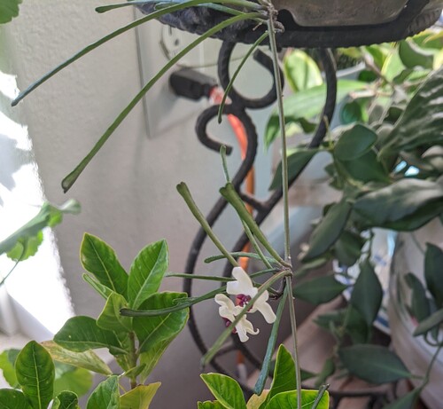 Hoya retusa Warb. 3