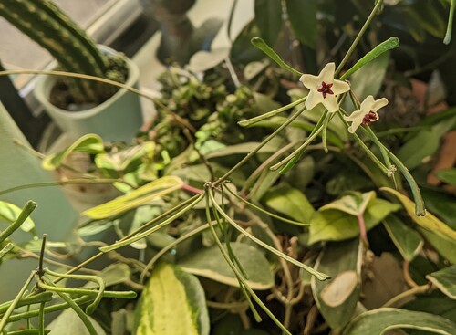 Hoya retusa Warb. 4