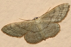Idaea deversaria