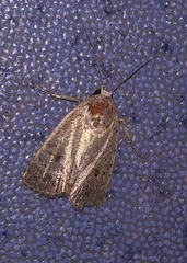 Athetis bremusa