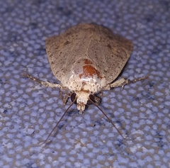 Athetis bremusa