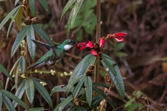 author not stated, no rights reserved Collaea speciosa, photograph author not stated, no rights reserved
