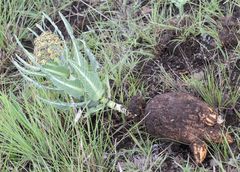 Xysmalobium stockenstromense