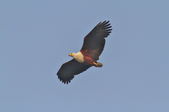 Haliaeetus vocifer