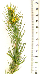 Aspalathus florifera