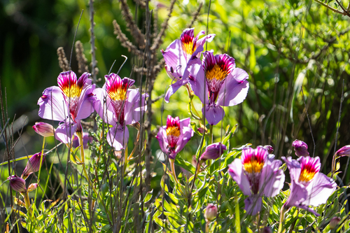 Alstroemeria philippii (Alstroemeria philippii)