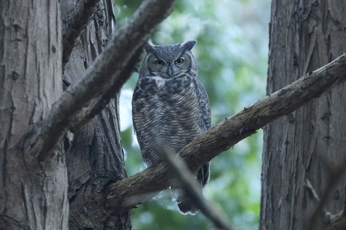 View observation of {o.common_name} on iNaturalist