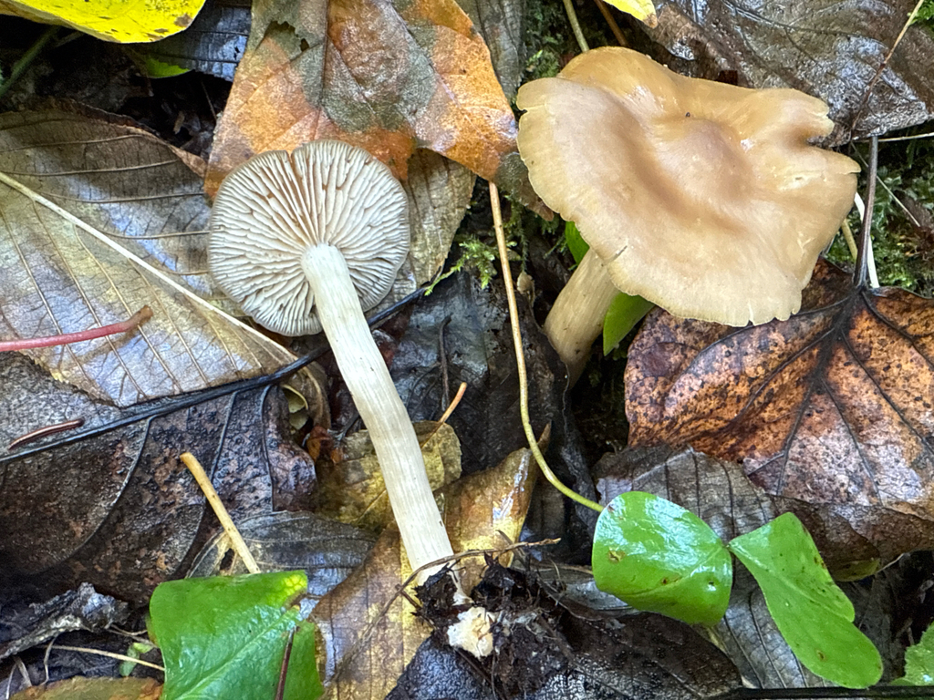 Entoloma svalbardense
