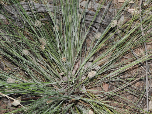 Irongrass (Lomandra leucocephala)