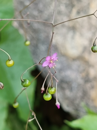 Talinum sonorae (Talinum sonorae)