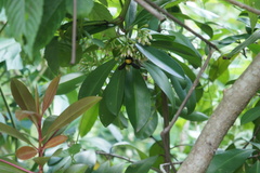 Xylocopa flavonigrescens