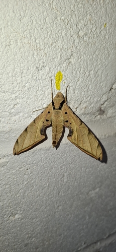 Streaked Sphinx