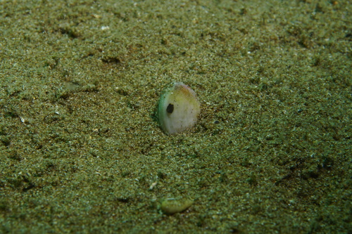 Corbula zelandica observed 2025-10-21