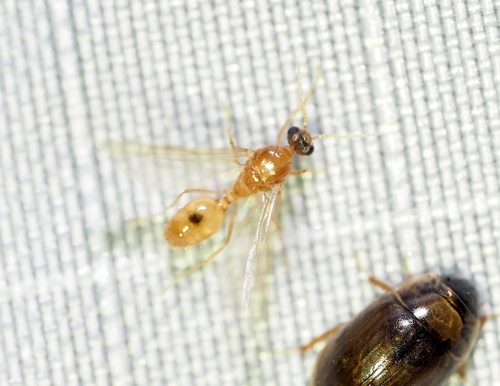 Pheidole parva photo 6
