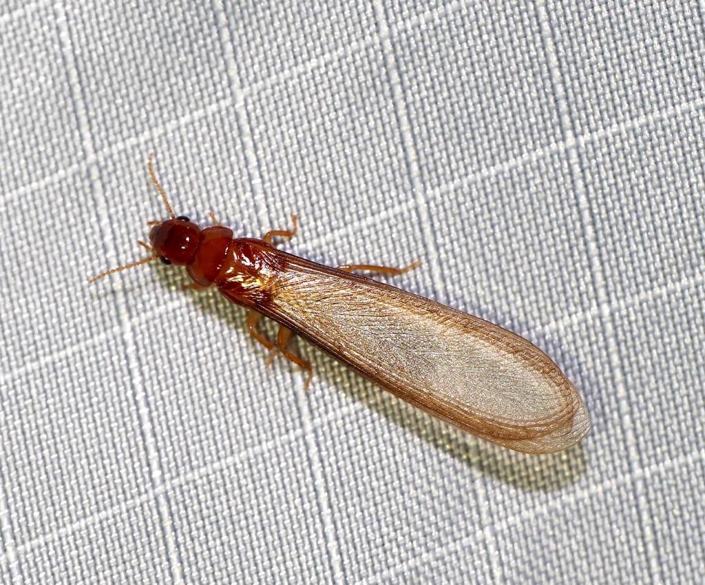Florida Dampwood Termite
