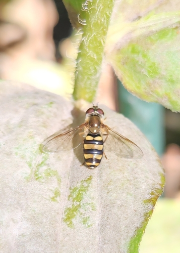 Unknown species found near Darien, IL 60561, USA