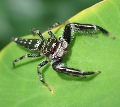 Bavia sexpunctata