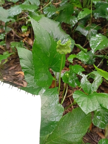 Tusilla (Dorstenia contrajerva)
