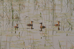 Thalassornis leuconotus